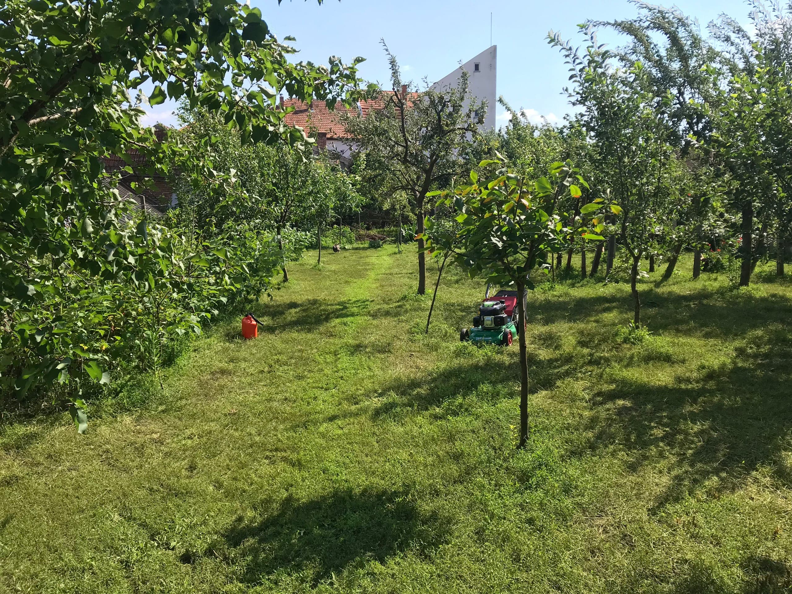 Proprietatea actuală — orchard summer 2