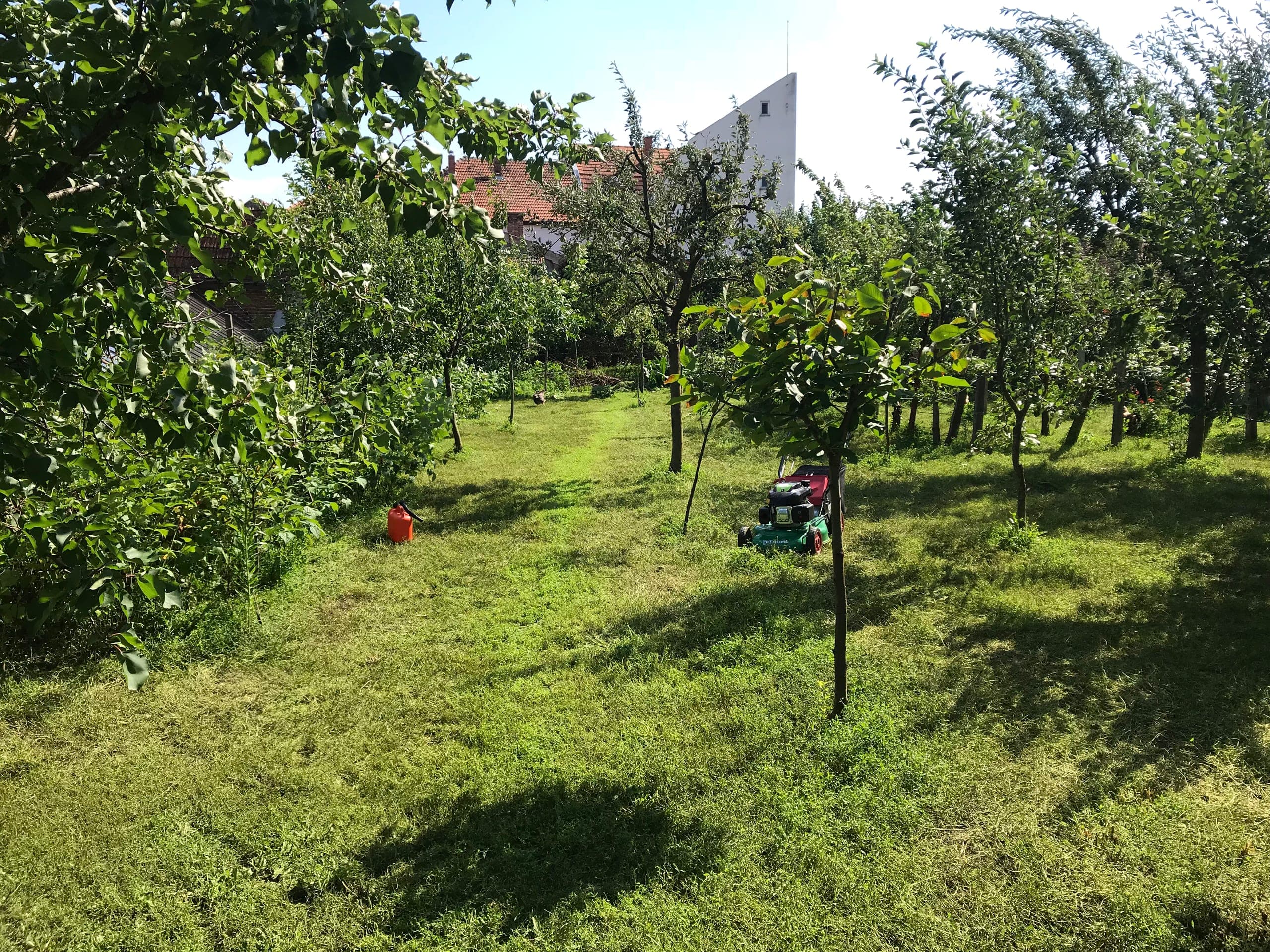 Proprietatea actuală — orchard summer